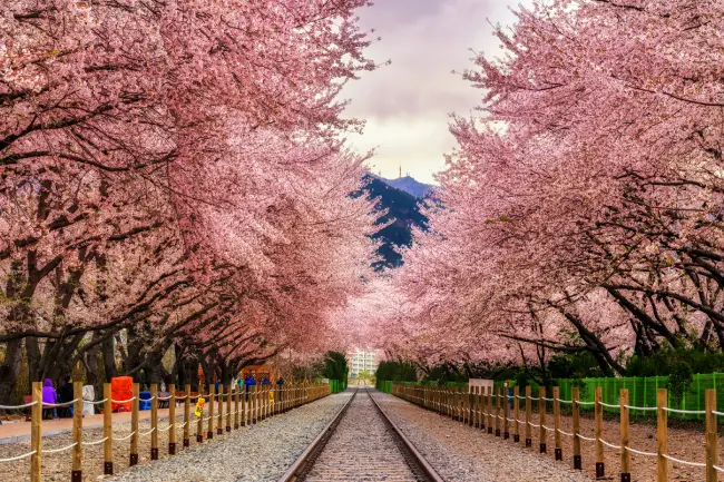 เที่ยวเกาหลีที่ทางรถไฟดอกซากุระคยองฮวา gyeonghwa station