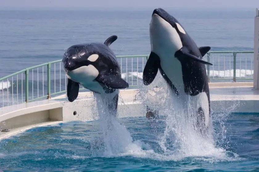 Kamogawa Sea World