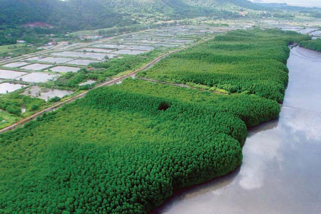 khung-kraben-mangrove-forest-learning-tourism.jpg khung-kraben-mangrove-forest-learning-tourism.jpg