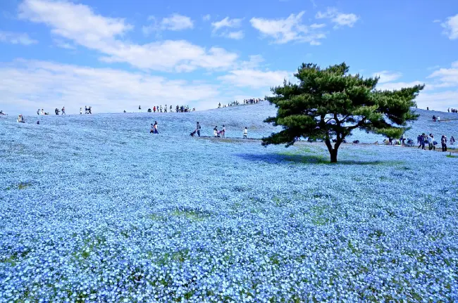 เที่ยวต่างประเทศ Hitachi Seaside Park ประเทศญี่ปุ่น